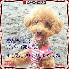 にほんブログ村 犬ブログ タイニープードルへ