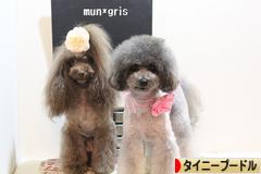 にほんブログ村 犬ブログ タイニープードルへ