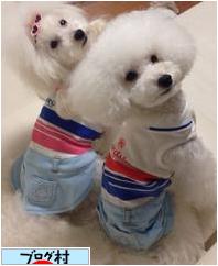 にほんブログ村 犬ブログ タイニープードルへ