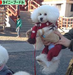 にほんブログ村 犬ブログ タイニープードルへ