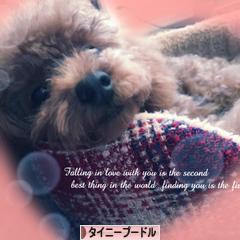 にほんブログ村 犬ブログ タイニープードルへ