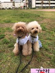 にほんブログ村 犬ブログ タイニープードルへ