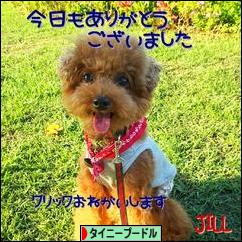 にほんブログ村 犬ブログ タイニープードルへ
