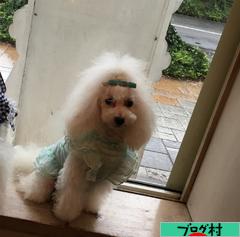 にほんブログ村 犬ブログ タイニープードルへ