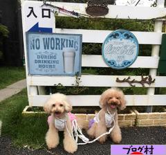 にほんブログ村 犬ブログ タイニープードルへ
