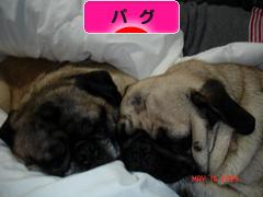 にほんブログ村 犬ブログ パグへ