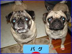 にほんブログ村 犬ブログ パグへ