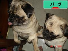 にほんブログ村 犬ブログ パグへ