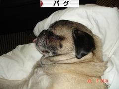 にほんブログ村 犬ブログ パグへ