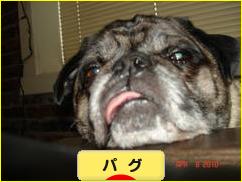 にほんブログ村 犬ブログ パグへ