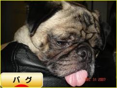 にほんブログ村 犬ブログ パグへ