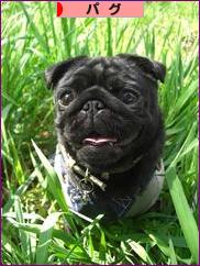 にほんブログ村 犬ブログ パグへ