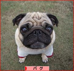 にほんブログ村 犬ブログ パグへ