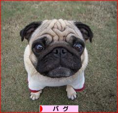 にほんブログ村 犬ブログ パグへ