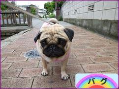 にほんブログ村 犬ブログ パグへ