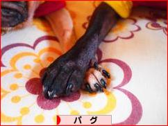 にほんブログ村 犬ブログ パグへ
