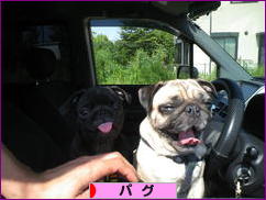にほんブログ村 犬ブログ パグへ