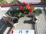 にほんブログ村 犬ブログ パグへ