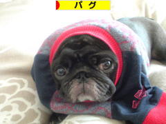 にほんブログ村 犬ブログ パグへ