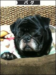 にほんブログ村 犬ブログ パグへ