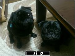 にほんブログ村 犬ブログ パグへ