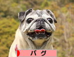にほんブログ村 犬ブログ パグへ