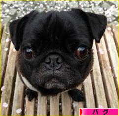 にほんブログ村 犬ブログ パグへ
