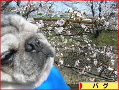 にほんブログ村 犬ブログ パグへ