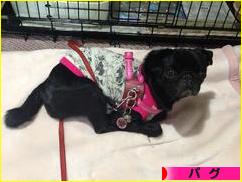 にほんブログ村 犬ブログ パグへ