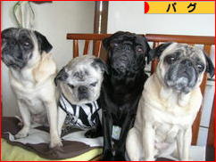 にほんブログ村 犬ブログ パグへ