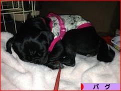 にほんブログ村 犬ブログ パグへ