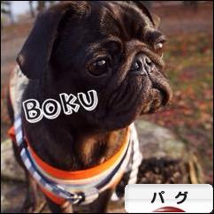 にほんブログ村 犬ブログ パグへ
