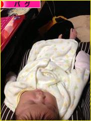 にほんブログ村 犬ブログ パグへ