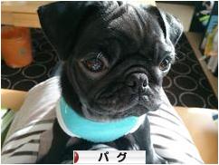 にほんブログ村 犬ブログ パグへ