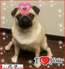 にほんブログ村 犬ブログ パグへ