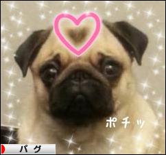 にほんブログ村 犬ブログ パグへ