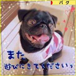 にほんブログ村 犬ブログ パグへ
