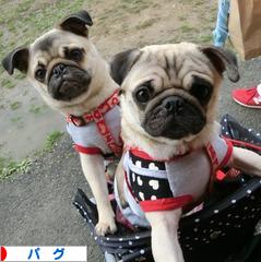 にほんブログ村 犬ブログ パグへ