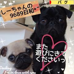 にほんブログ村 犬ブログ パグへ
