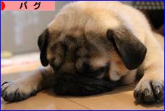 にほんブログ村 犬ブログ パグへ