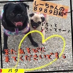 にほんブログ村 犬ブログ パグへ