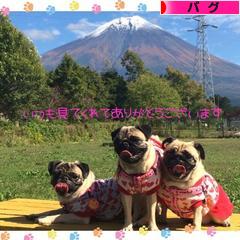 にほんブログ村 犬ブログ パグへ