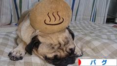 にほんブログ村 犬ブログ パグへ