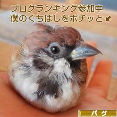 にほんブログ村 犬ブログ パグへ