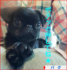 にほんブログ村 犬ブログ パグへ