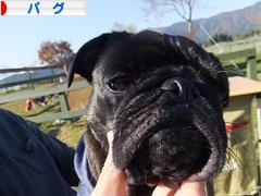 にほんブログ村 犬ブログ パグへ