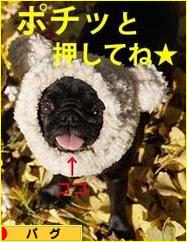 にほんブログ村 犬ブログ パグへ