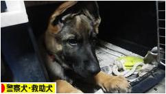 にほんブログ村 犬ブログ 警察犬・救助犬へ