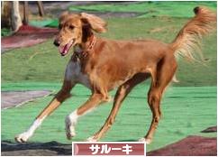 にほんブログ村 犬ブログ サルーキへ