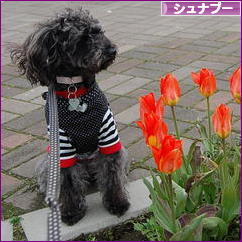にほんブログ村 犬ブログ シュナプーへ